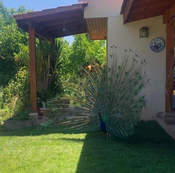 Alojamiento Los Nogales Santa Cruz Dış mekan fotoğraf