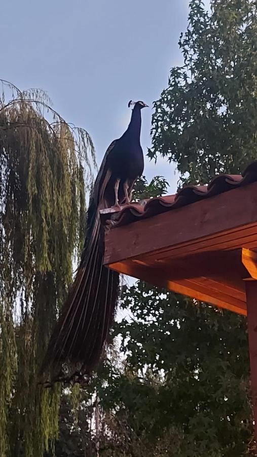 Alojamiento Los Nogales Santa Cruz Dış mekan fotoğraf
